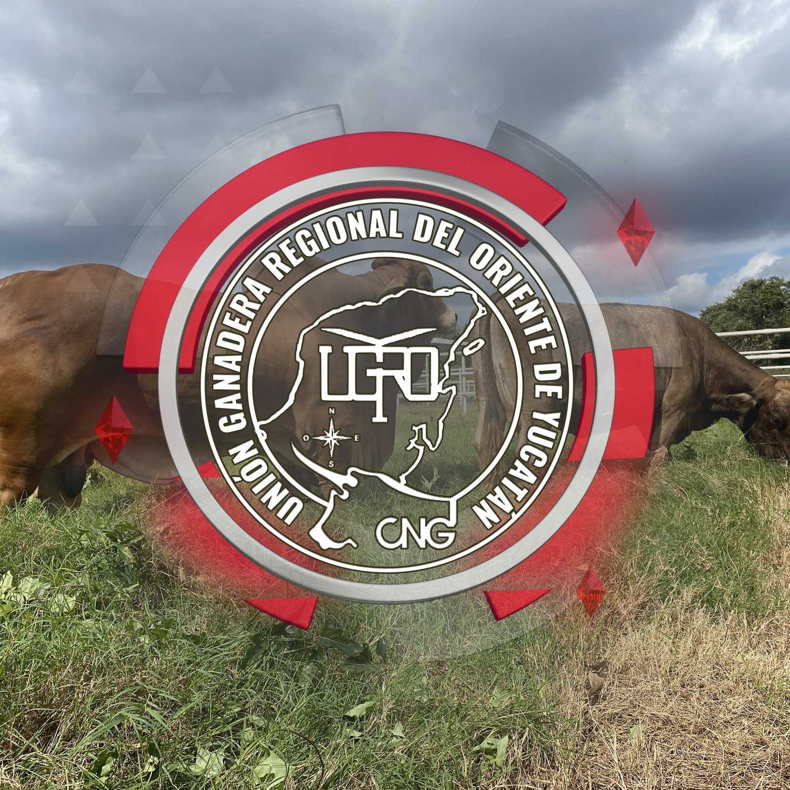 Ganado pastando en un potrero
