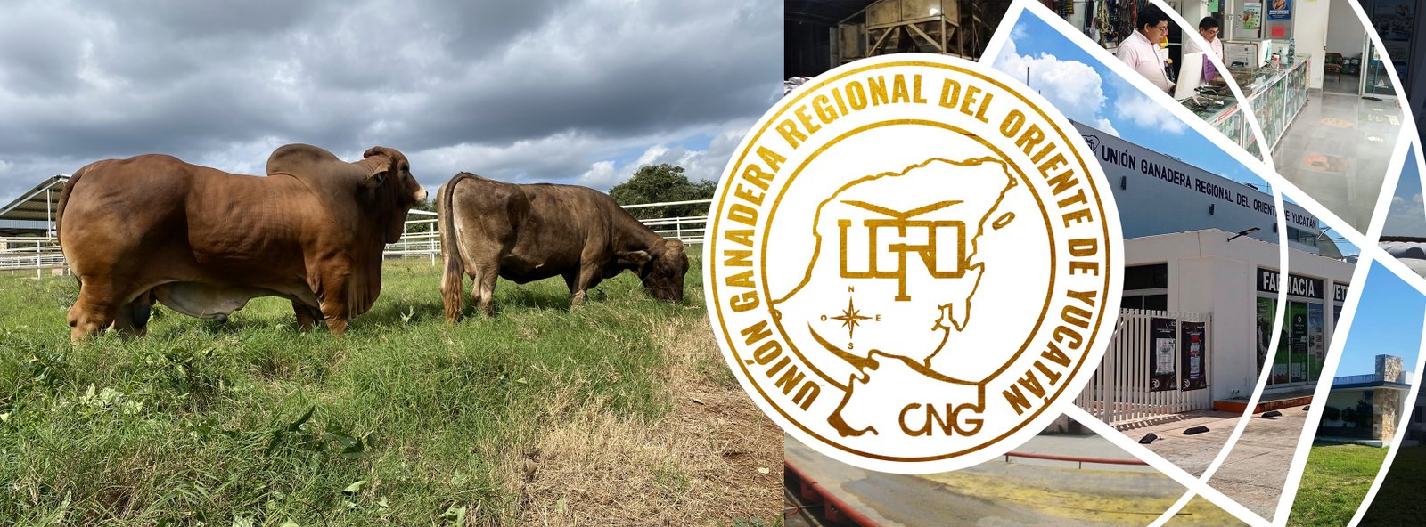 Ganado en el campo